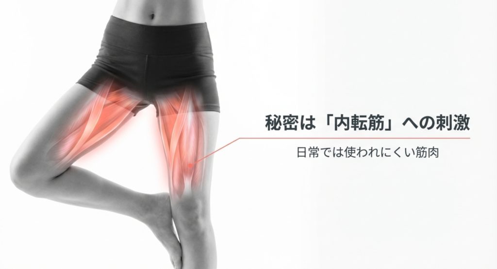 内転筋を刺激しているスライド画像。